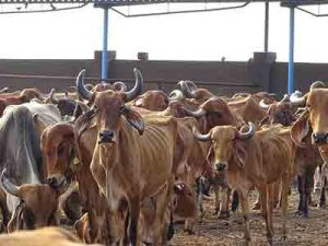 Gau seva & Gaushala